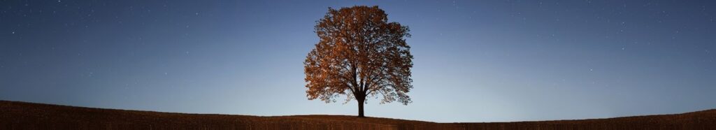 Images, Cover, MediaText & Galleries (with Lightbox) Content Placeholder 05 1024x186